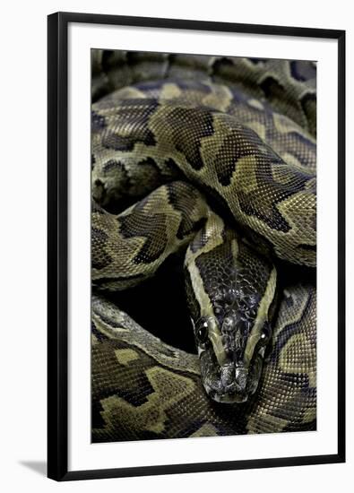 Python Sebae (African Rock Python)-Paul Starosta-Framed Photographic Print