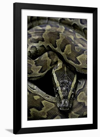 Python Sebae (African Rock Python)-Paul Starosta-Framed Photographic Print