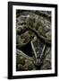 Python Sebae (African Rock Python)-Paul Starosta-Framed Photographic Print