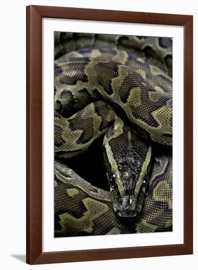 Python Sebae (African Rock Python)-Paul Starosta-Framed Photographic Print