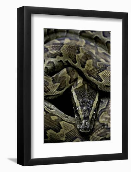 Python Sebae (African Rock Python)-Paul Starosta-Framed Photographic Print