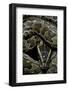 Python Sebae (African Rock Python)-Paul Starosta-Framed Photographic Print