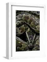 Python Sebae (African Rock Python)-Paul Starosta-Framed Photographic Print