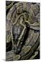 Python Sebae (African Rock Python)-Paul Starosta-Mounted Photographic Print