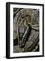 Python Sebae (African Rock Python)-Paul Starosta-Framed Photographic Print