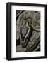 Python Sebae (African Rock Python)-Paul Starosta-Framed Photographic Print