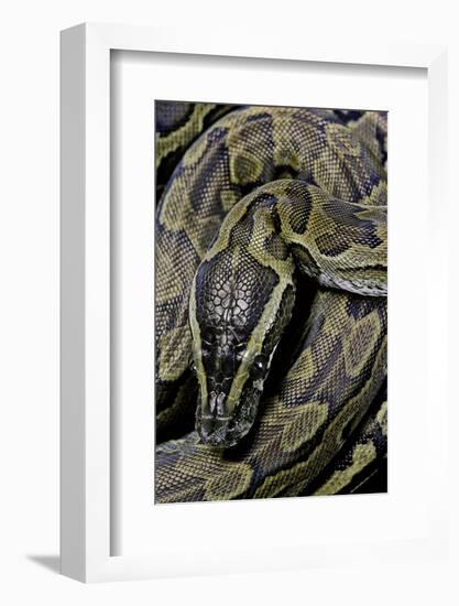 Python Sebae (African Rock Python)-Paul Starosta-Framed Photographic Print