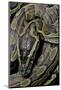 Python Sebae (African Rock Python)-Paul Starosta-Mounted Photographic Print