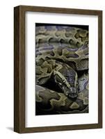 Python Sebae (African Rock Python)-Paul Starosta-Framed Photographic Print