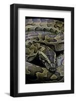 Python Sebae (African Rock Python)-Paul Starosta-Framed Photographic Print