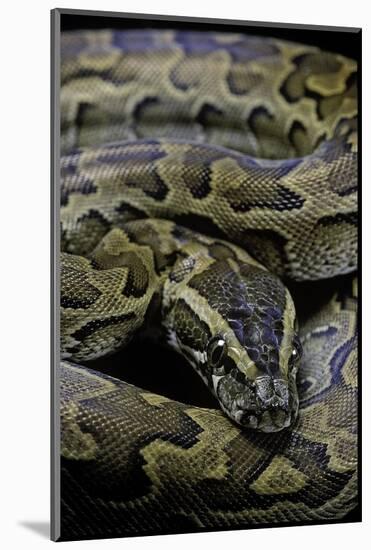 Python Sebae (African Rock Python)-Paul Starosta-Mounted Photographic Print