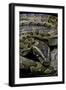 Python Sebae (African Rock Python)-Paul Starosta-Framed Photographic Print