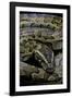 Python Sebae (African Rock Python)-Paul Starosta-Framed Photographic Print