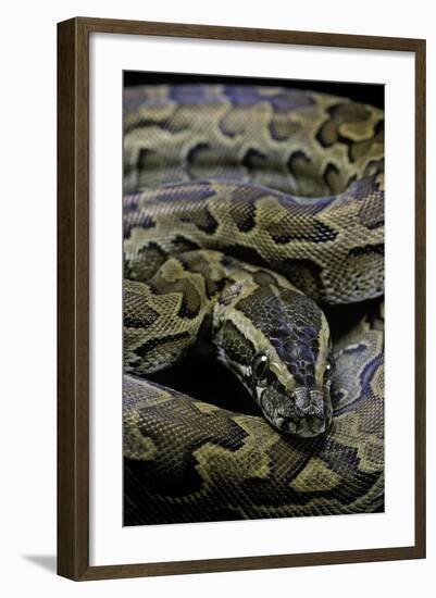 Python Sebae (African Rock Python)-Paul Starosta-Framed Photographic Print