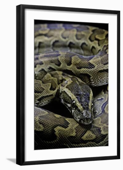 Python Sebae (African Rock Python)-Paul Starosta-Framed Photographic Print