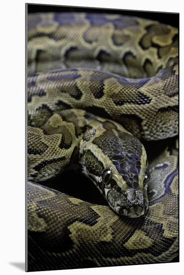 Python Sebae (African Rock Python)-Paul Starosta-Mounted Photographic Print