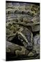 Python Sebae (African Rock Python)-Paul Starosta-Mounted Photographic Print