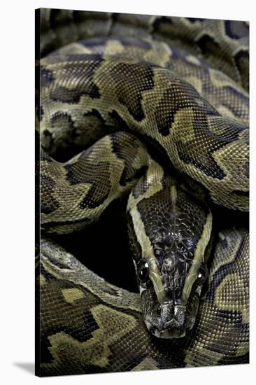 Python Sebae (African Rock Python)-Paul Starosta-Stretched Canvas