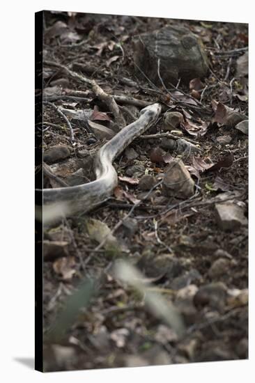 Python Snake (Pythonidae), Ranthambhore, Rajasthan, India-Janette Hill-Stretched Canvas