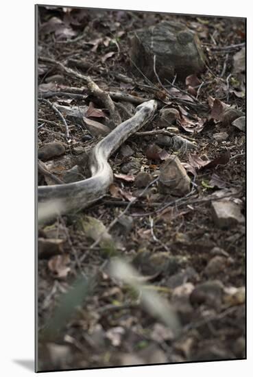 Python Snake (Pythonidae), Ranthambhore, Rajasthan, India-Janette Hill-Mounted Photographic Print