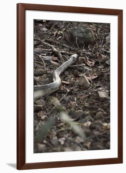 Python Snake (Pythonidae), Ranthambhore, Rajasthan, India-Janette Hill-Framed Photographic Print