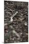 Python Snake (Pythonidae), Ranthambhore, Rajasthan, India-Janette Hill-Mounted Photographic Print