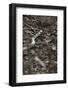 Python Snake (Pythonidae), Ranthambhore, Rajasthan, India-Janette Hill-Framed Photographic Print