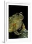 Pyxicephalus Adspersus (African Bullfrog)-Paul Starosta-Framed Photographic Print