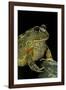 Pyxicephalus Adspersus (African Bullfrog)-Paul Starosta-Framed Photographic Print