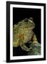 Pyxicephalus Adspersus (African Bullfrog)-Paul Starosta-Framed Photographic Print