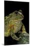 Pyxicephalus Adspersus (African Bullfrog)-Paul Starosta-Mounted Photographic Print