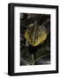 Pyxicephalus Edulis (Edible Bullfrog)-Paul Starosta-Framed Photographic Print