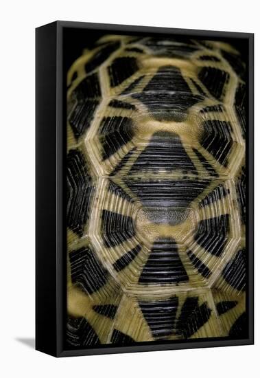 Pyxis Arachnoides (Madagascan Spider Tortoise)-Paul Starosta-Framed Stretched Canvas