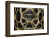 Pyxis Arachnoides (Madagascan Spider Tortoise)-Paul Starosta-Framed Photographic Print