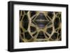 Pyxis Arachnoides (Madagascan Spider Tortoise)-Paul Starosta-Framed Photographic Print