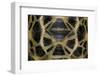 Pyxis Arachnoides (Madagascan Spider Tortoise)-Paul Starosta-Framed Photographic Print