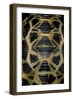 Pyxis Arachnoides (Madagascan Spider Tortoise)-Paul Starosta-Framed Photographic Print