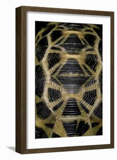 Pyxis Arachnoides (Madagascan Spider Tortoise)-Paul Starosta-Framed Photographic Print