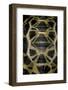 Pyxis Arachnoides (Madagascan Spider Tortoise)-Paul Starosta-Framed Photographic Print