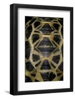 Pyxis Arachnoides (Madagascan Spider Tortoise)-Paul Starosta-Framed Photographic Print