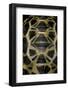 Pyxis Arachnoides (Madagascan Spider Tortoise)-Paul Starosta-Framed Photographic Print