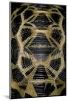 Pyxis Arachnoides (Madagascan Spider Tortoise)-Paul Starosta-Mounted Photographic Print