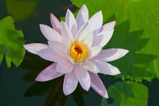 Water Lily Closeup. Indonesia, Bali-pzAxe-Photographic Print