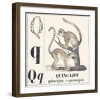 Q for Chincajou (A Species of Wild Cat that Lives in the Forests of North America), 1850 (Engraving-Louis Simon (1810-1870) Lassalle-Framed Giclee Print