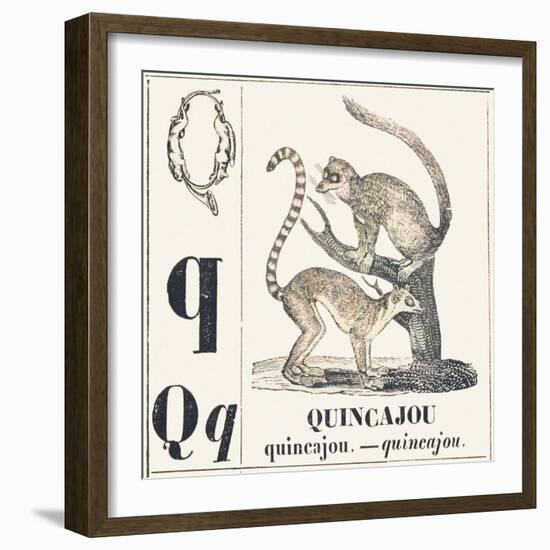Q for Chincajou (A Species of Wild Cat that Lives in the Forests of North America), 1850 (Engraving-Louis Simon (1810-1870) Lassalle-Framed Giclee Print