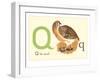 Q is for Quail-null-Framed Art Print