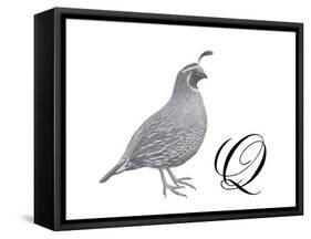 Q is for Quail-Stacy Hsu-Framed Stretched Canvas