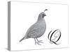 Q is for Quail-Stacy Hsu-Stretched Canvas