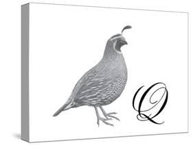 Q is for Quail-Stacy Hsu-Stretched Canvas