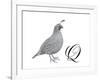 Q is for Quail-Stacy Hsu-Framed Art Print